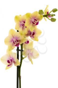 Beautiful yellow orchid isolated on white background