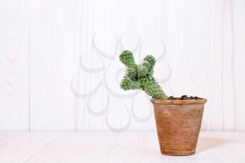 Cactus in pot on white wooden background 