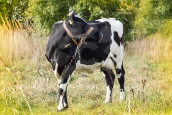 Black and white cow  in a field on sunny autumn day