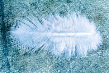 Close-up view of bird's feather, blue tone image