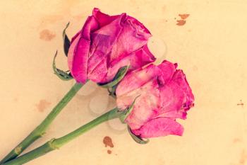 Two pink roses on old paper background. Vintage image.