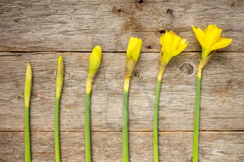 Daffodils in different stages of blooming against wooden background