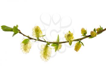 Branch of willow with buds isolated on white background