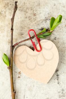 Young tree branch with paper heart shape