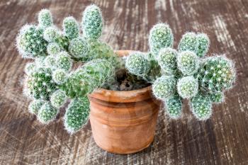 Cactus in pot on scratched wooden background