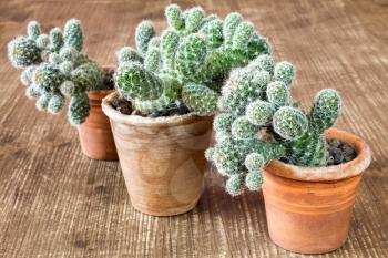 Three cactuses in pots on scratched wooden background