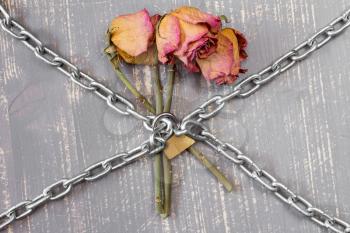 Three old chained roses symbolize endless love
