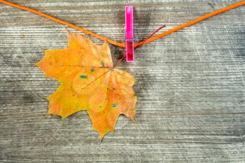 Single maple dry leaf hanging on rope with clothes-peg