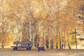 Empty wooden bench on the autumn birch trees background