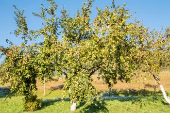 Apple trees in an orchard, with apples ready for harvesting