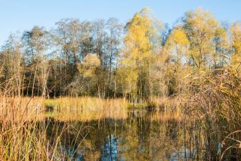  Autumn trees on the bank of the pond and its reflection in the water