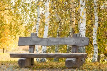 Wooden bench on the autumn birch trees background