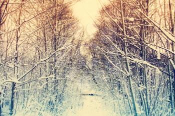  Some snow is on the ground and trees are covered with snow. Image has a vintage tone effect.