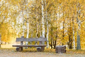 Autumn yellow birch trees grove among fallen leaves in the park with bench.