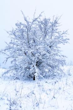 Rural landscape with single tree covered by snow. Blue tone.