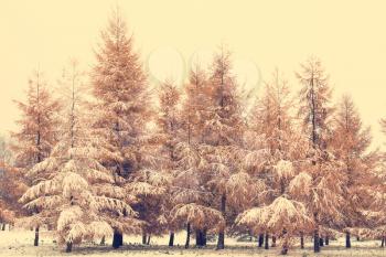 Winter landscape with snow covered fir trees. Image has a vintage tone effect.