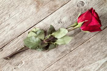 Red faded rose on old wooden background