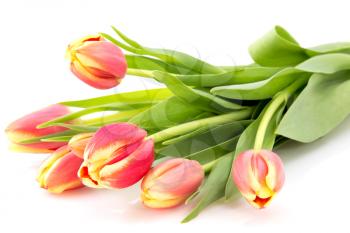 Spring tulips bouquet isolated on white background