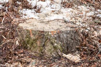 Recently sawed tree stump protrudes above the ground