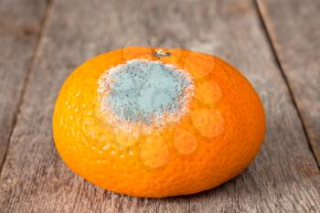 Close-up of a moldy mandarin on a wooden background