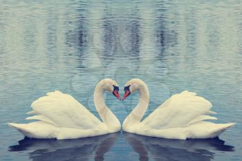 Beautiful white swans in heart shape on water 