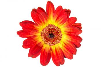 Close up view of beautiful gerbera flower isolated on white background