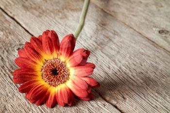 Single gerbera flower lying on the wooden background