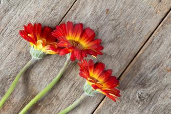Three gerbera flowers on the wooden background