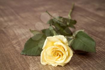 Beautiful yellow rose on wooden dark background