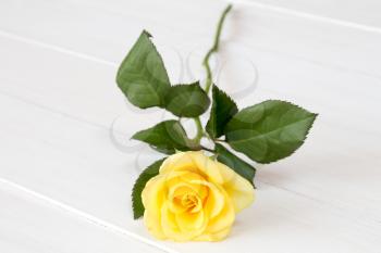 Beautiful yellow rose on white wooden background