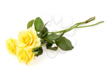 Three yellow roses lying on white background