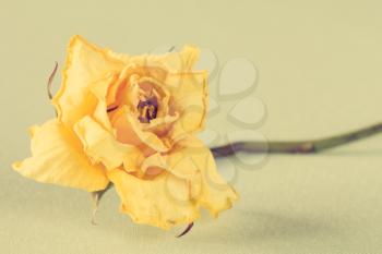 Dry yellow rose on green background,vintage color tone