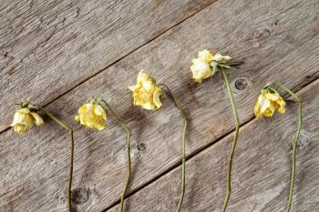 Row of dry faded roses on wooden background