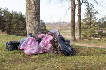 Plastic garbage bags in the park, spring cleaning. Leaves and garbage in the bags.