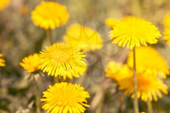 Close-up view of the beautiful yellow dandelions. Filtered image.