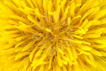 Yellow dandelion super macro shot. Spring and summer flower.