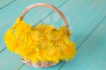Wicker basket with yellow spring flowers - sow-thistles 