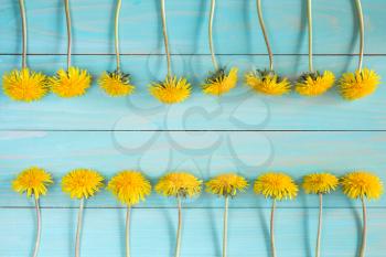 Yellow dandelions on a blue wooden background