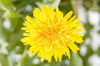 Close up view of yellow dandelion flower. Spring and summer plants.