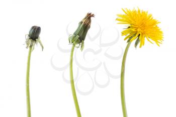 Dandelion flower in three phases (stages) of the development,isolated on white background