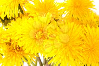 Close up view of yellow dandelion flowers. Spring and summer plants.
