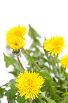   Close up view of yellow dandelion flower over white background