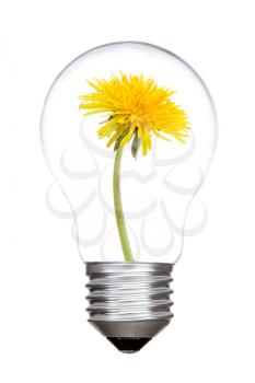 Light bulb with sow-thistle inside,isolated on white background