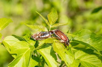 May beetles during mating season on a green leaves 