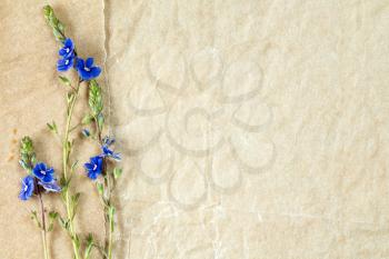 Blue wildflowers on the old paper background. Copy-space.
