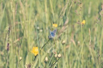 Blue butterfly on a summer meadow in the sunshine