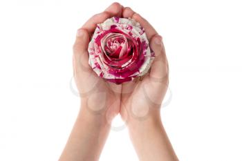 Child holding rose flower in hands , isolated on white background