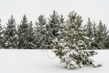 Winter landscape with pine and fir trees covered by snow