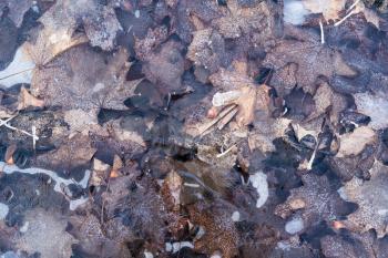 Frozen puddle with fallen autumnal leaves