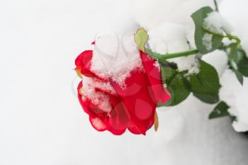Artificial red rose covered in snow and frost laying on the ground